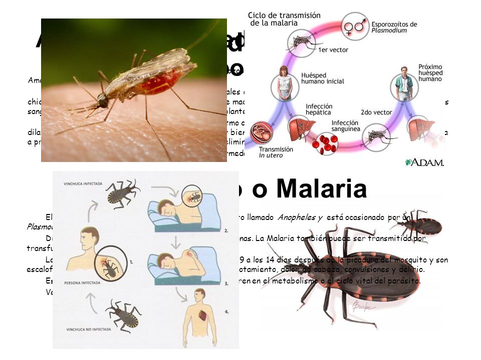 ejemplos de enfermedades por protozoos en humanos ejemplos de enfermedades por protozoos en humanos